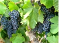Image du bien UBI455820053
